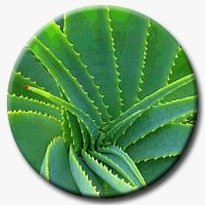 tratamiento aloe vera